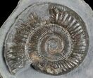 Dactylioceras Ammonite Stand Up - England #68151-1